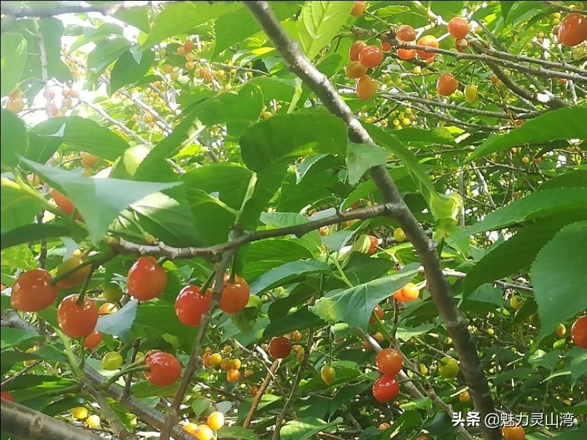 青岛最新空气，城市呼吸的新韵律