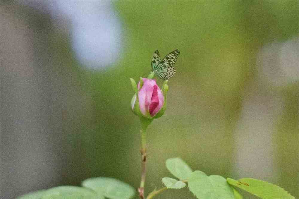 探索花蕾的最新奥秘，绽放前的无尽魅力